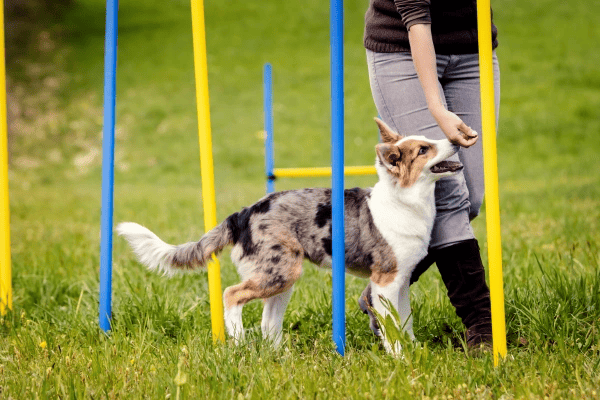 sport-agility-so-psom-panakei